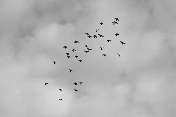 Flying migrate birds black and white background — Stock Photo, Image