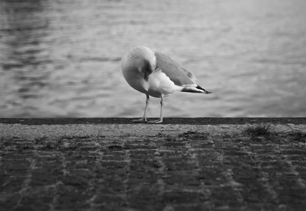 Seagull on the shore black and white — Stock Photo, Image