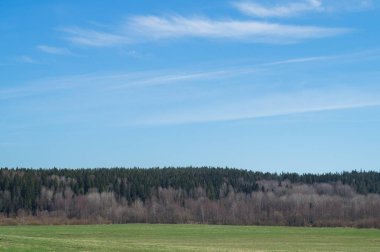 Yeşil çayır ve Orman Peyzaj. alan arka planı