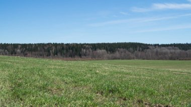 Yeşil çayır ve Orman Peyzaj. alan arka planı