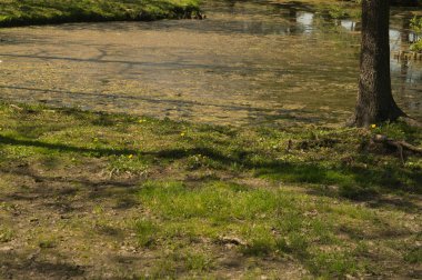 Orman Doğa arka planda vahşi gölet