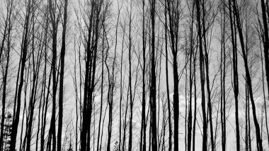 Yüksek ağaçlar siyah ve beyaz arka plan ile orman