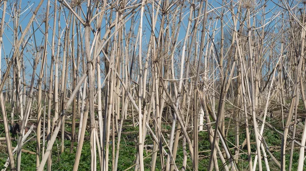 Ko braxen bakgrund. Natur landskap med torra växter — Stockfoto