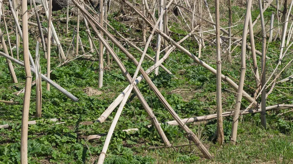 Ko braxen bakgrund. Natur landskap med torra växter — Stockfoto