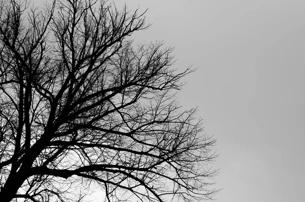 Sílhueta de árvore fundo preto e branco — Fotografia de Stock