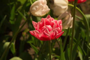 Bahçe arka planda kırmızı çiçekler