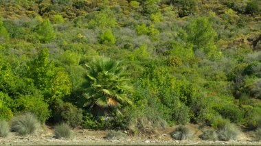 Yeşil dağ ormanı arka planı