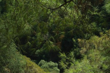 Yoğun yeşil ağaç dağ ormanı arka plan