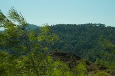 Dağ ormanı peyzaj doğa arka plan