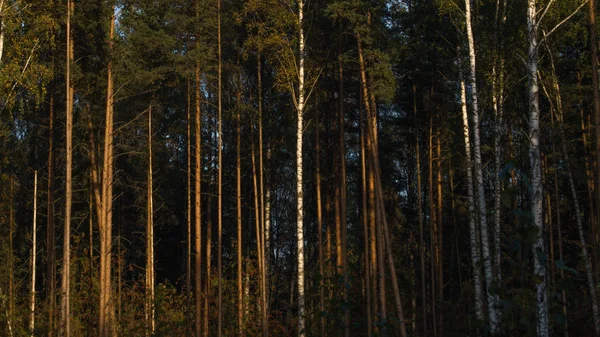 Erdő magas fával háttér — Stock Fotó