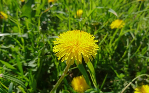 Amarelo dente-de-leão no fundo da grama — Fotografia de Stock