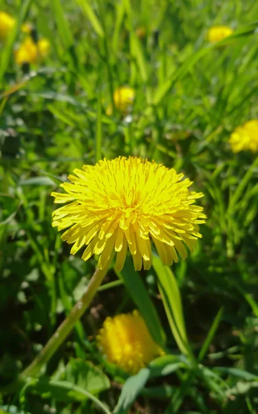 Yellow dandelions on the grass background — Stock Photo, Image
