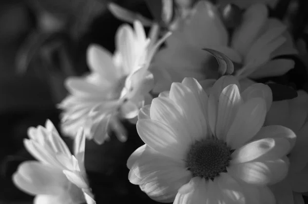 Kwiaty czarno-białe tło — Zdjęcie stockowe