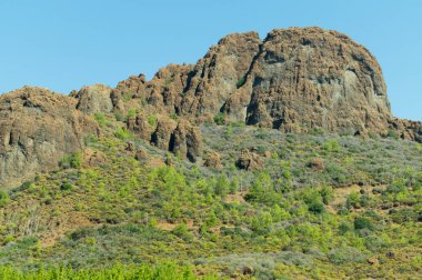 Yoğun yeşil orman arka plan ile dağ