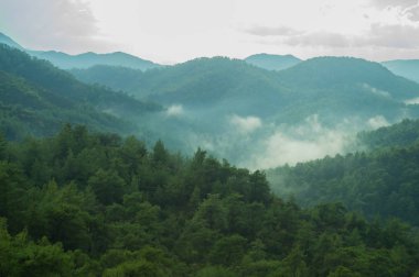 Sis arka planda orman ile dağ peyzaj