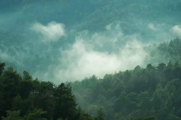 Berglandschap met bos in de mist achtergrond — Stockfoto