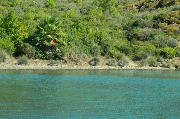 Yeşil orman ile kıyı şeridi