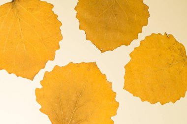 Beyaz arkaplanda sarı yapraklar izole