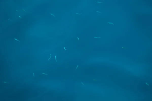 Agua clara con un grupo de peces pequeños fondo —  Fotos de Stock