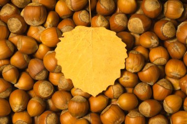 Fındık ve sonbahar yaprağı arka planı