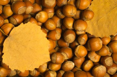 Fındık ve sonbahar arka plan yaprakları