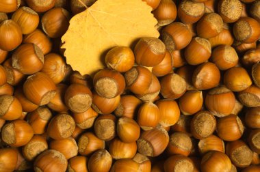 Fındık ve sonbahar yaprağı arka planı