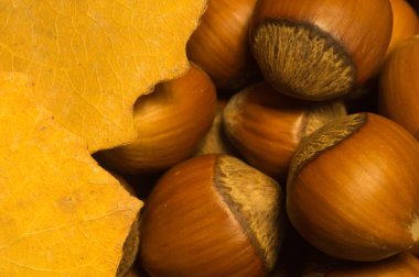 Sonbahar yaprağı ve fındık makro arka plan