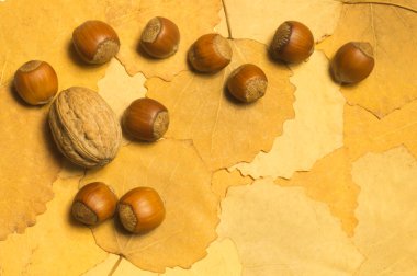 Sonbahar yaprakları ile fındık ve ceviz