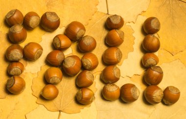 Sonbahar yaprakları ile fındık