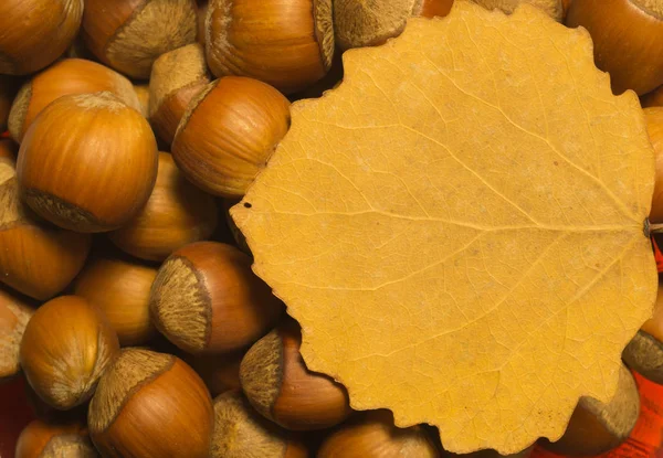 Sonbahar yaprağı ve fındık makro arka plan