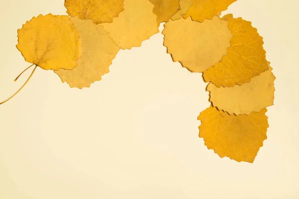 Жовті листя ізольовані на білому тлі — стокове фото