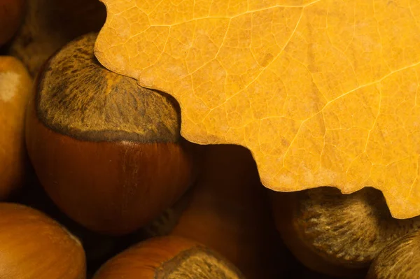 Autunno foglia e nocciole macro sfondo — Foto Stock