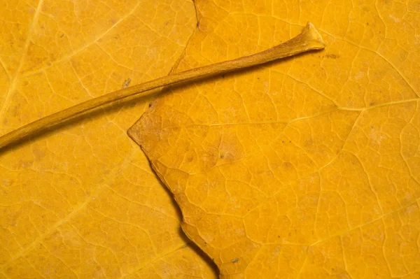 Макротектура осіннього листя — стокове фото