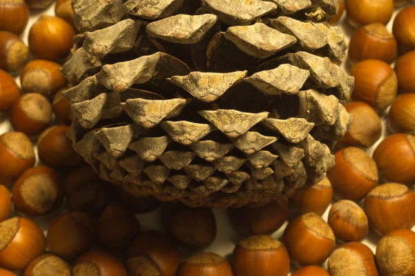 Фон з конусом та лісовими горіхами — стокове фото