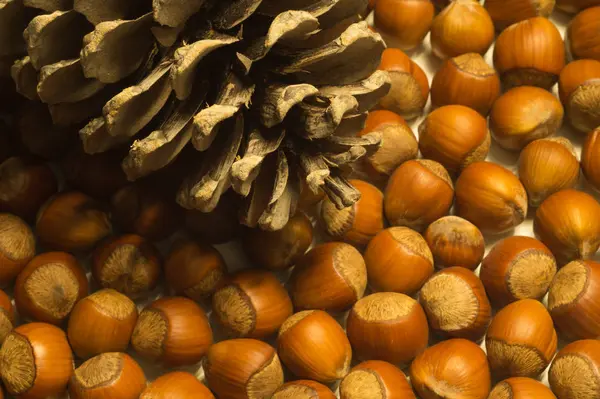 Cono e nocciole sfondo — Foto Stock