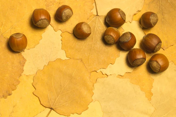 Hasselnötter med höst löv — Stockfoto