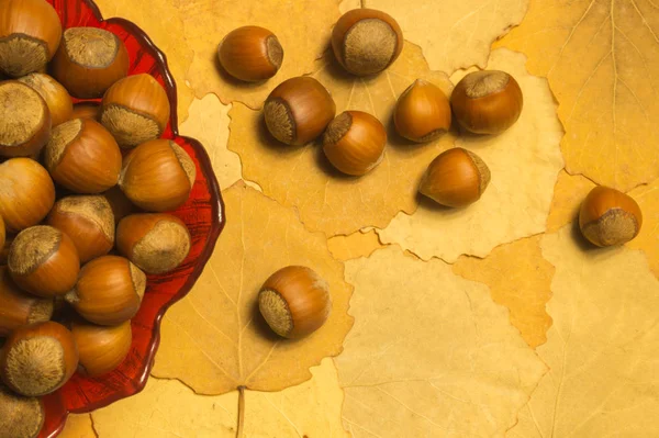 Sonbahar yaprakları ile fındık