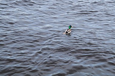 Yüzen renkli ördek. suda yaban ibresi
