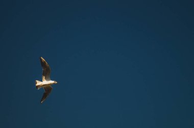 Martı mavi gökyüzünde uçuyor. geniş spreded kanatları. uçuş özgürlüğü. uçan kuş