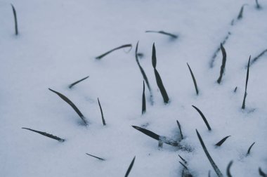 Karın altında yeşil çimenler. kar ile kaplı çim