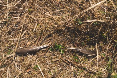 Ormanda toprak. çim ve dalları ile orman toprak. doğa arka plan