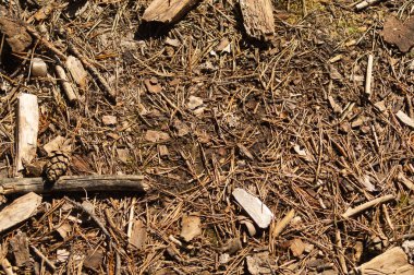 Ormanda toprak. çim ve dalları ile orman toprak. doğa arka plan