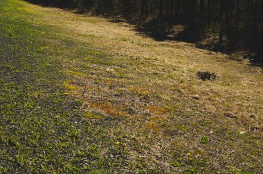 Çim arka plan. çiçek dokusu. doğa arka plan