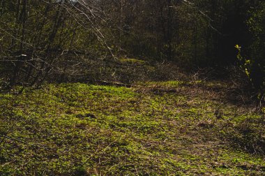 Aşırı büyümüş orman doğa arka plan. yeşillik zemin