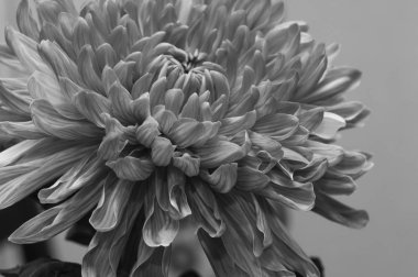 Krizantem çiçek makro doku. siyah beyaz