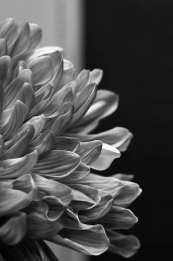 Krizantem çiçek makro doku. siyah beyaz