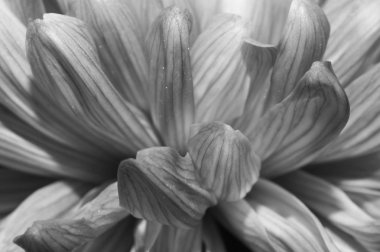 Krizantem çiçek makro doku. siyah beyaz