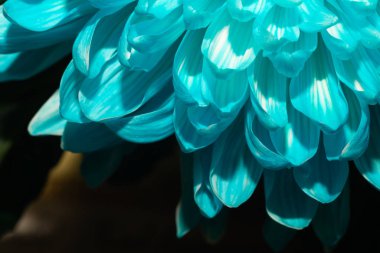 Mavi krizantem çiçeği makro doku