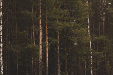 Aşırı büyümüş orman. ağaçlar ve bitkiler doğa