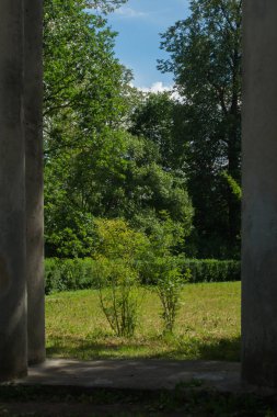 Yaz ormanı arka planı. yeşillik ve yeşillik